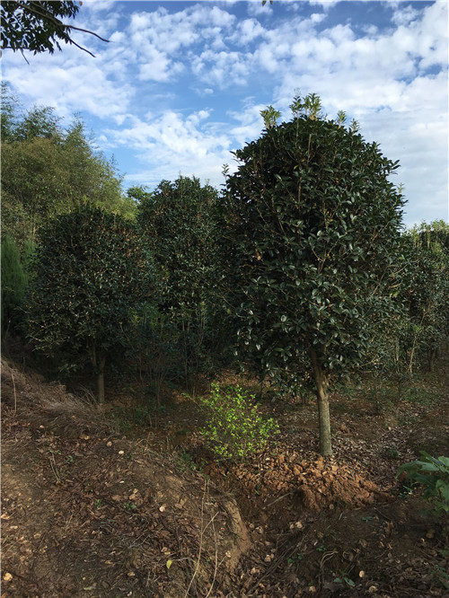 鶴山桂花樹 專業起苗與農副產品的完美結合