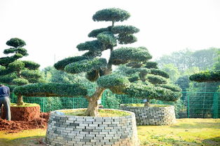 高品質造型羅漢松 湖南供應與天津市場價格解析