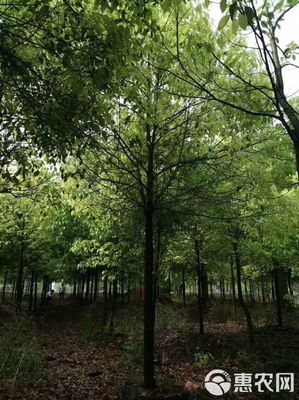 15公分全冠香樟 城市綠化的優(yōu)選苗木及其農(nóng)副產(chǎn)品銷售價(jià)值