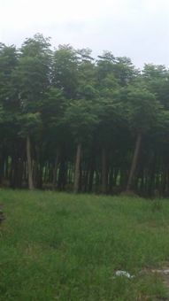 深耕三湘沃土，鑄就綠色品牌——金玉苗木基地產(chǎn)品與服務(wù)全覽